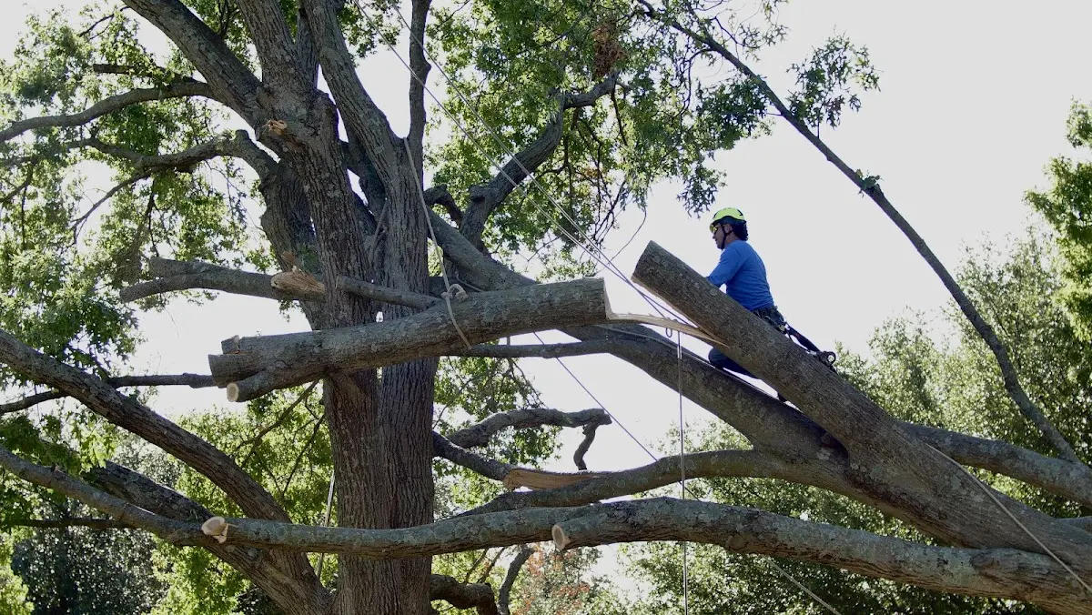 Professional Crown Thinning performed by certified arborists in Whitmore